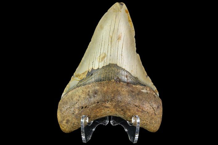 Fossil Megalodon Tooth - North Carolina #109685